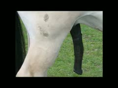 Beautiful horses with ferocious hard-ons may be seen in this collection of amazing zoophilia addict videos.